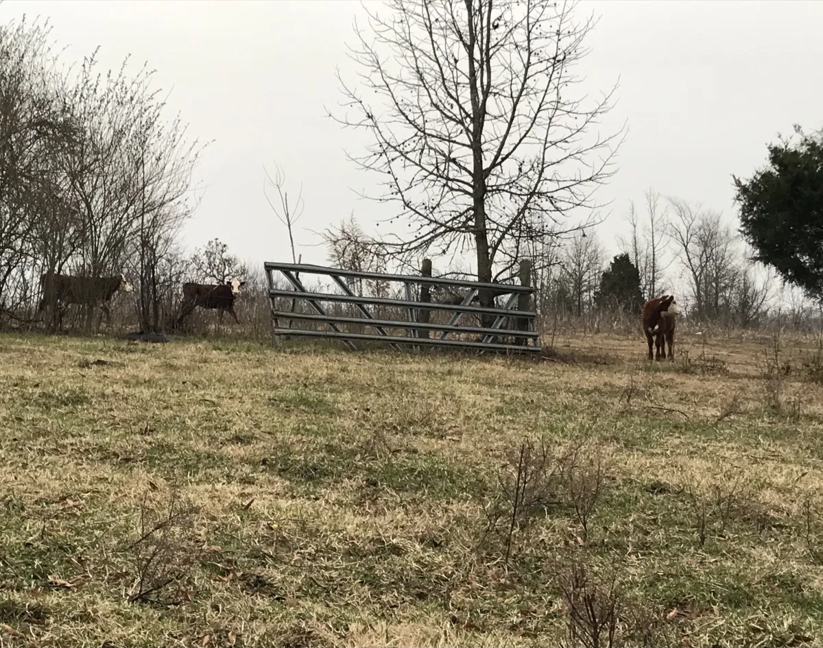 Élevage Charolais du Brionnais