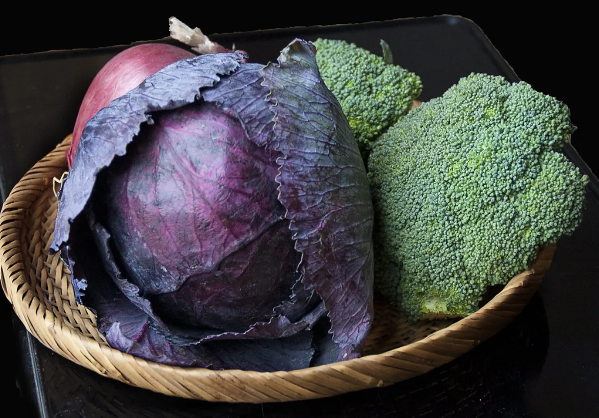 Dulse, nori et laitue de mer séchées, récoltées à la main
